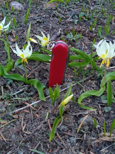 Erythronium klamathense, photographed by Tom Gulya
