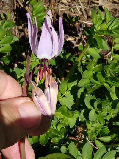 Erythronium hendersonii, photographed by Tom Gulya