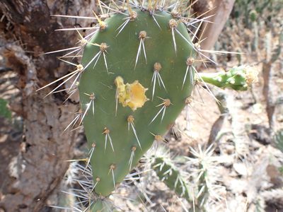 Opuntia caracassana, photographed by Jean-Paul Boerekamps
