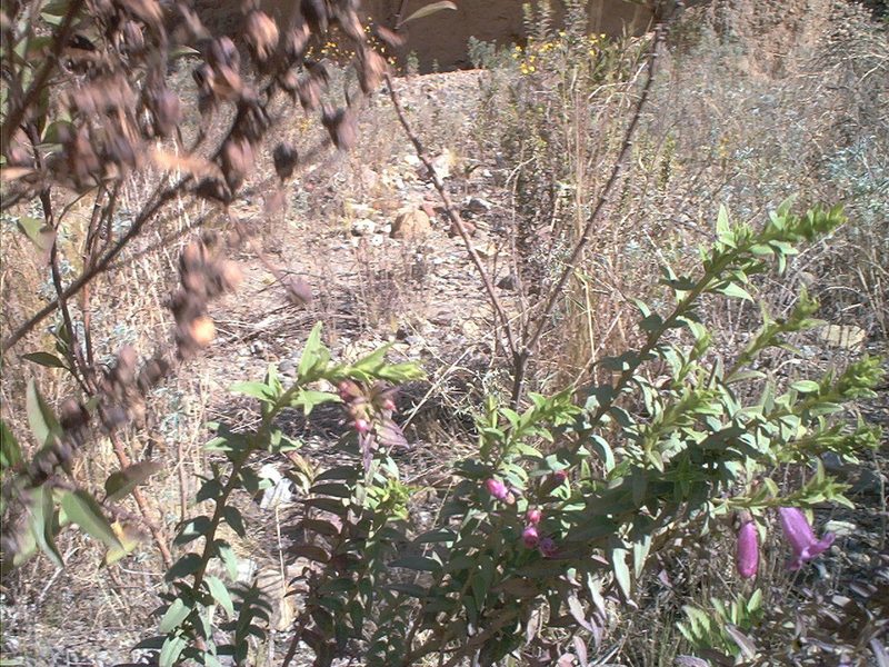 Agalinis brevifolia, photographed by Andre Hosper