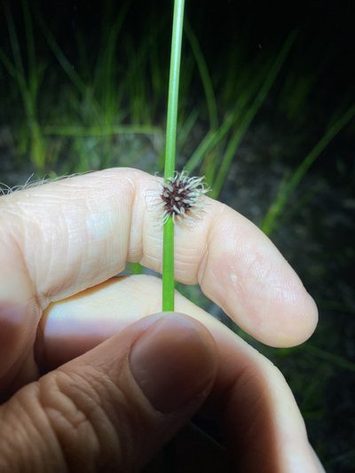 Chorizandra sphaerocephala, photographed by Greg Tasney