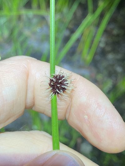 Chorizandra sphaerocephala, photographed by Greg Tasney