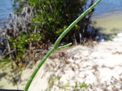 Salicornia perennis, photographed by Alexis López Hernández