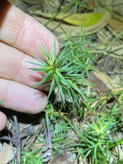 Melichrus procumbens, photographed by Greg Tasney