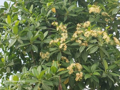 Cyrtophyllum fragrans, photographed by Ong Jyh Seng