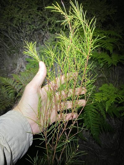 Acacia quadrilateralis, photographed by Greg Tasney