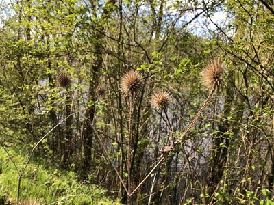 Dipsacus strigosus, photographed by Pavel Kacl