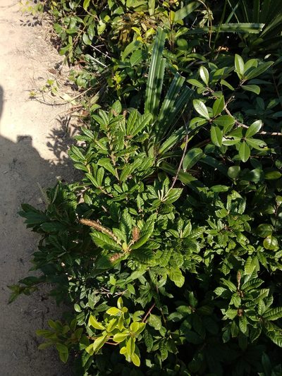 Lithocarpus quercifolius, photographed by portioid