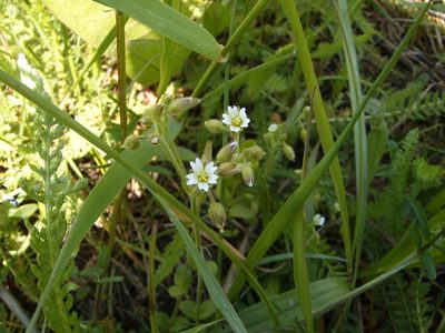 Cerastium pumilum, photographed by Zoltán Nagy