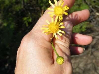 Senecio consanguineus, photographed by Antoinette Eyssell Knox