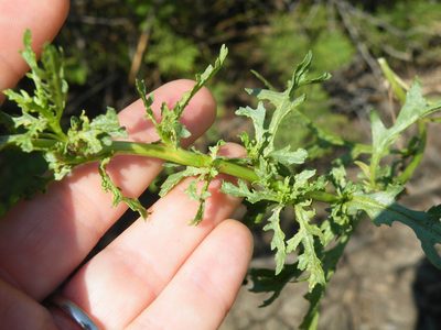 Senecio consanguineus, photographed by Antoinette Eyssell Knox