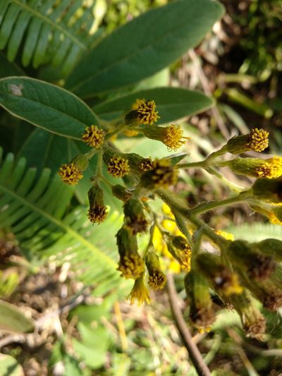 Inula cappa, photographed by portioid