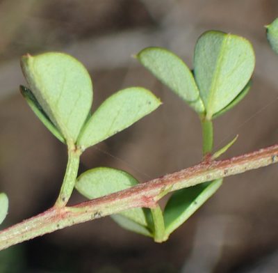 Indigofera erecta, photographed by Nicola van Berkel