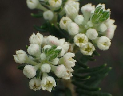 Phylica axillaris, photographed by Nicola van Berkel