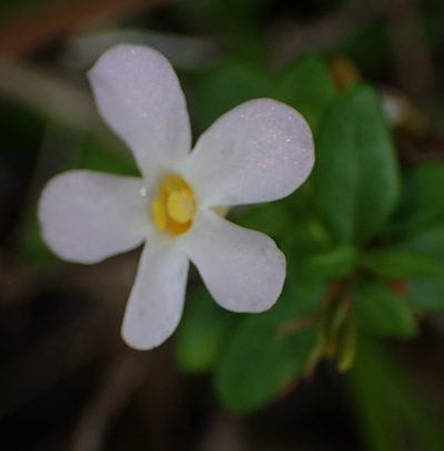 Chaenostoma integrifolium, photographed by Nicola van Berkel