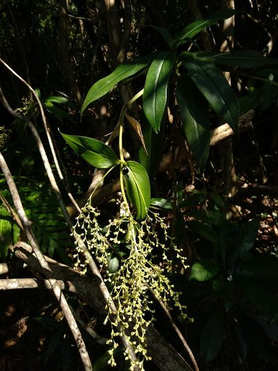 Hedyotis acutangula, photographed by portioid