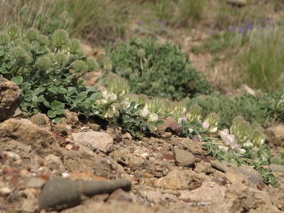 Hedysarum candidum, photographed by Sergey Cherkasov