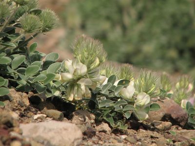 Hedysarum candidum, photographed by Sergey Cherkasov