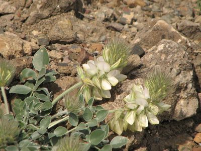 Hedysarum candidum, photographed by Sergey Cherkasov