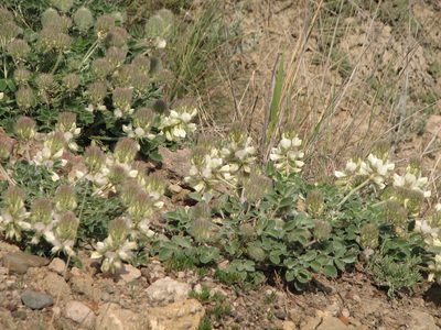 Hedysarum candidum, photographed by Sergey Cherkasov