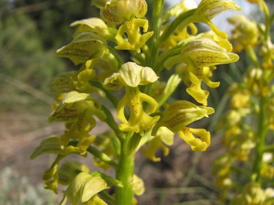 Orchis punctulata, photographed by Sergey Cherkasov