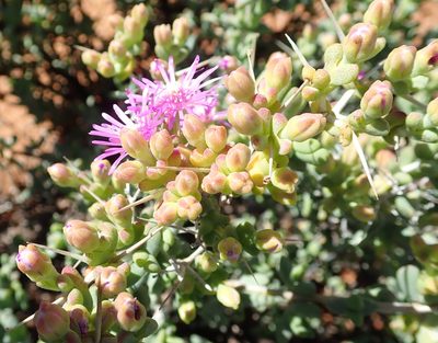 Ruschia cradockensis, photographed by Peter Warren