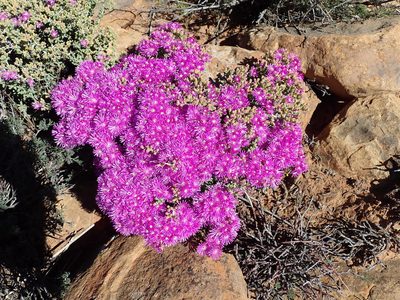 Ruschia cradockensis, photographed by Peter Warren