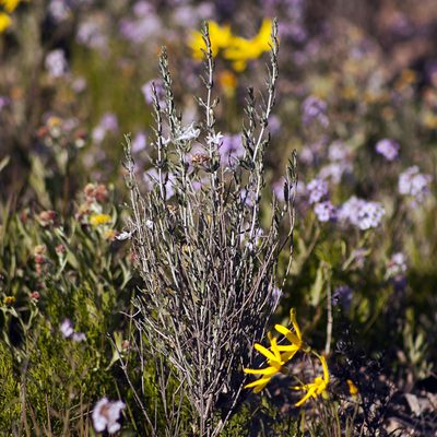 Teucrium racemosum, photographed by Tony Eales