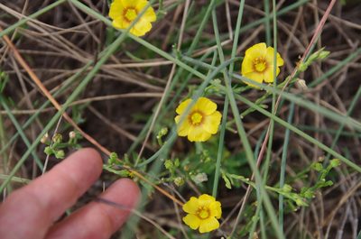 Linum alatum, photographed by Eric Knight