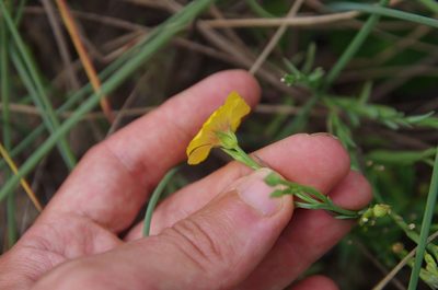 Linum alatum, photographed by Eric Knight