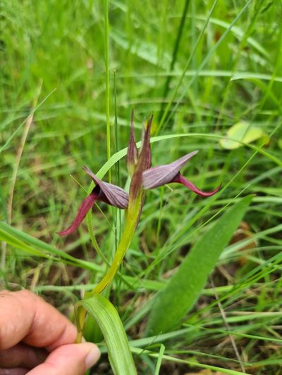 Serapias strictiflora, photographed by Christian Manke