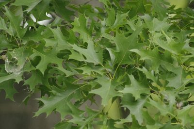 Quercus texana, photographed by Eric Knight