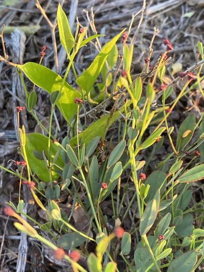 Euphorbia exserta, photographed by Alan Weakley