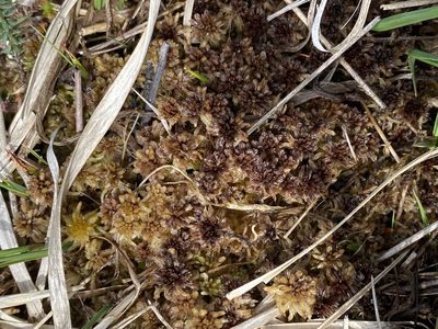 Sphagnum rubellum, photographed by James Clow