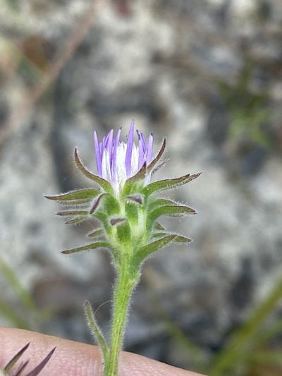 Symphyotrichum plumosum, photographed by Alan Weakley