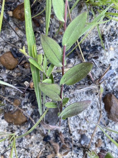 Symphyotrichum plumosum, photographed by Alan Weakley