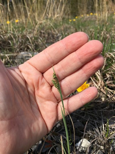 Carex garberi, photographed by Bonnie Isaac