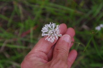 Marshallia caespitosa, photographed by Eric Knight