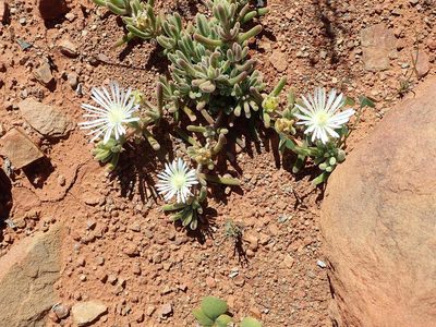 Drosanthemum framesii, photographed by Peter Warren