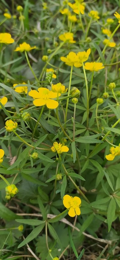 Ranunculus vjatkensis, photographed by Алексей Ябс