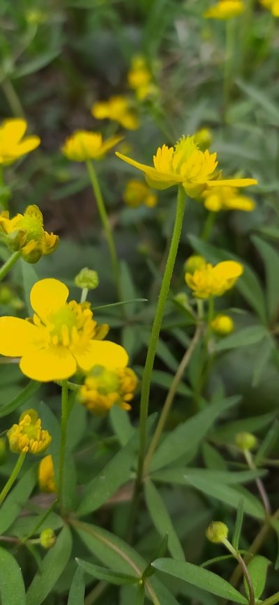 Ranunculus vjatkensis, photographed by Алексей Ябс