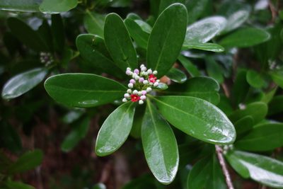 Canella winterana, photographed by Yolanda M. Leon