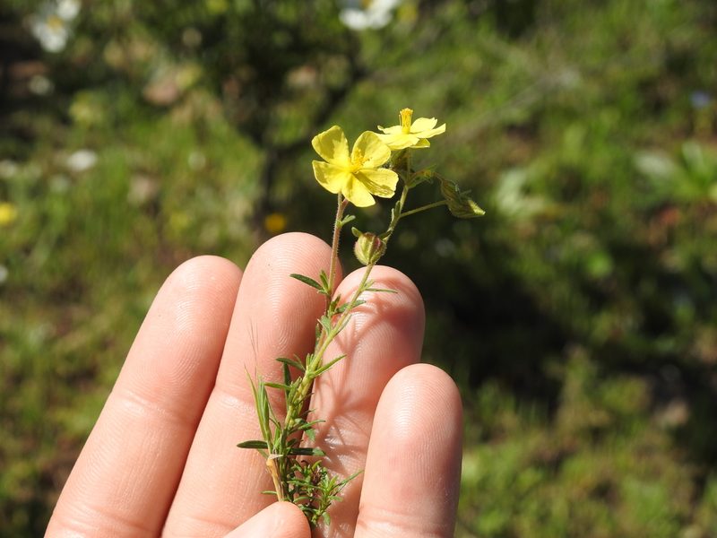 Fumana juniperina, photographed by Aissa Djamel Filali