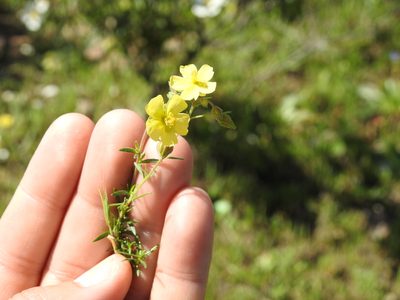 Fumana juniperina, photographed by Aissa Djamel Filali