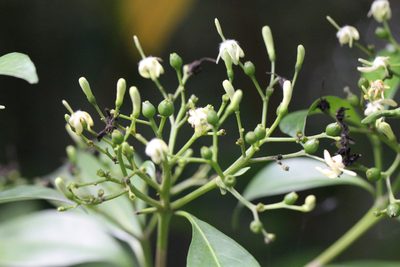 Tarenna attenuata, photographed by Agnes Trekker