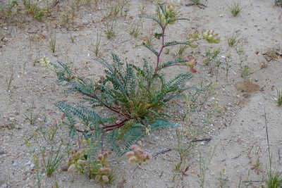 Astragalus pomonensis, photographed by nmoorhatch
