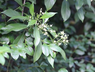 Tarenna attenuata, photographed by Agnes Trekker