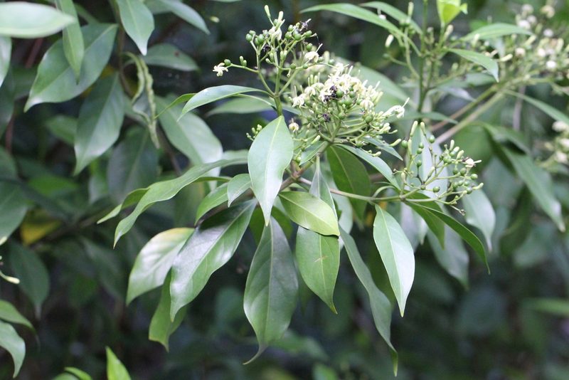 Tarenna attenuata, photographed by Agnes Trekker