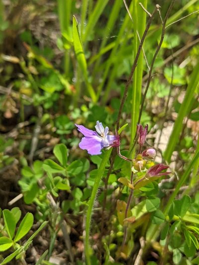 Collinsia violacea, photographed by Alan Prather