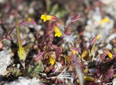 Erythranthe rubella, photographed by Mike Duran